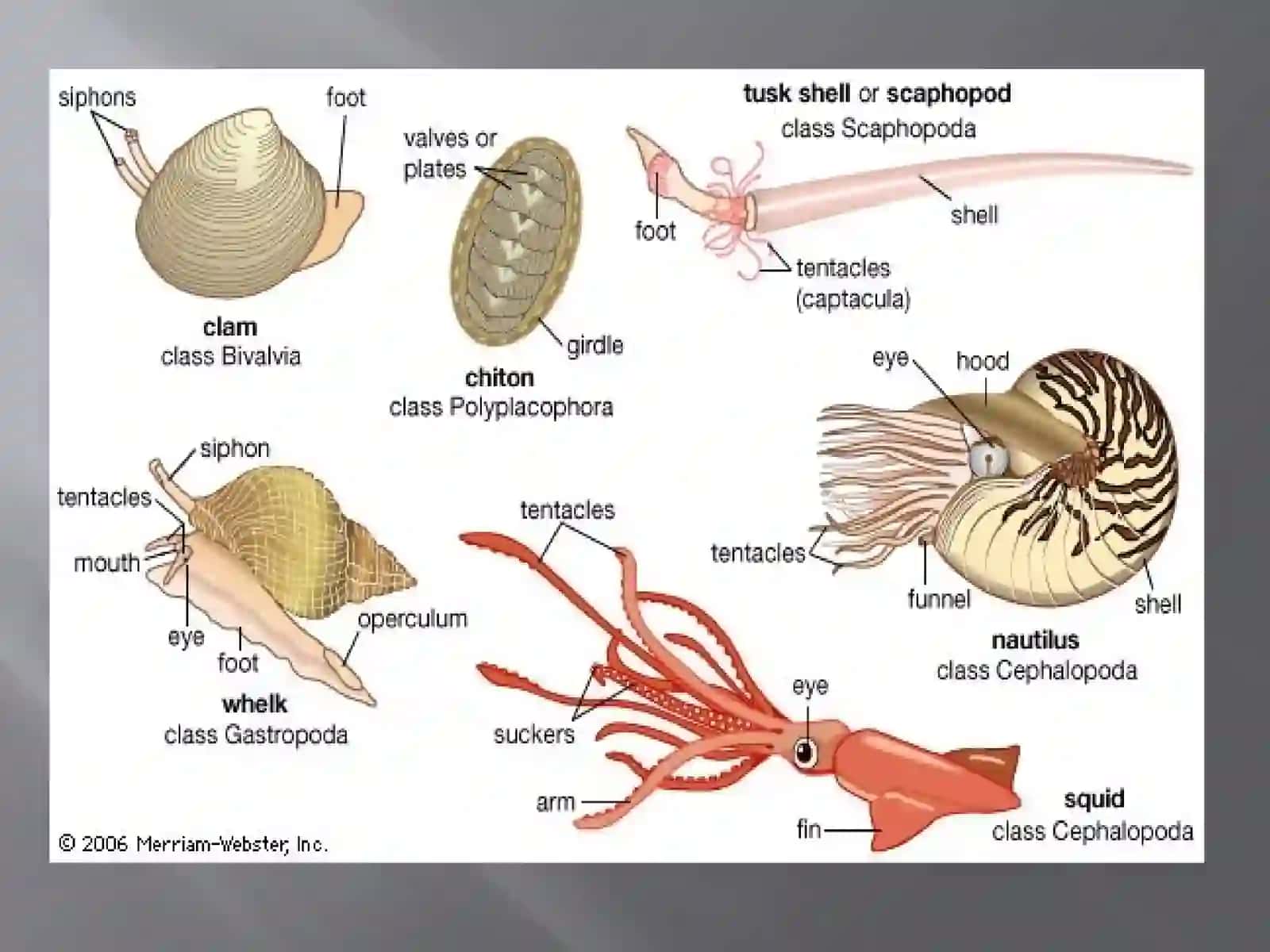 phylum:MolluscaLinnaeus,1758 – Моллюски 2