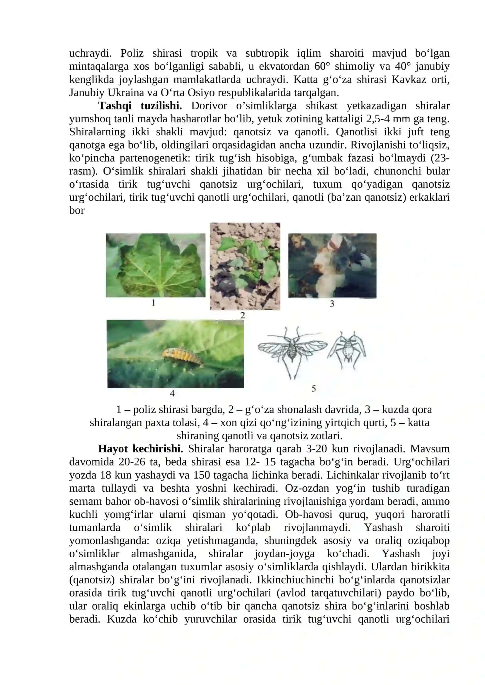 CHAKANDA (OBLEPIXA) SHIRASI 2