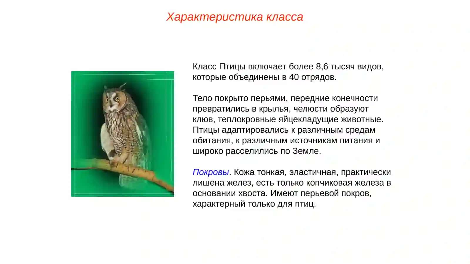 Класс Птицы (Aves) 2