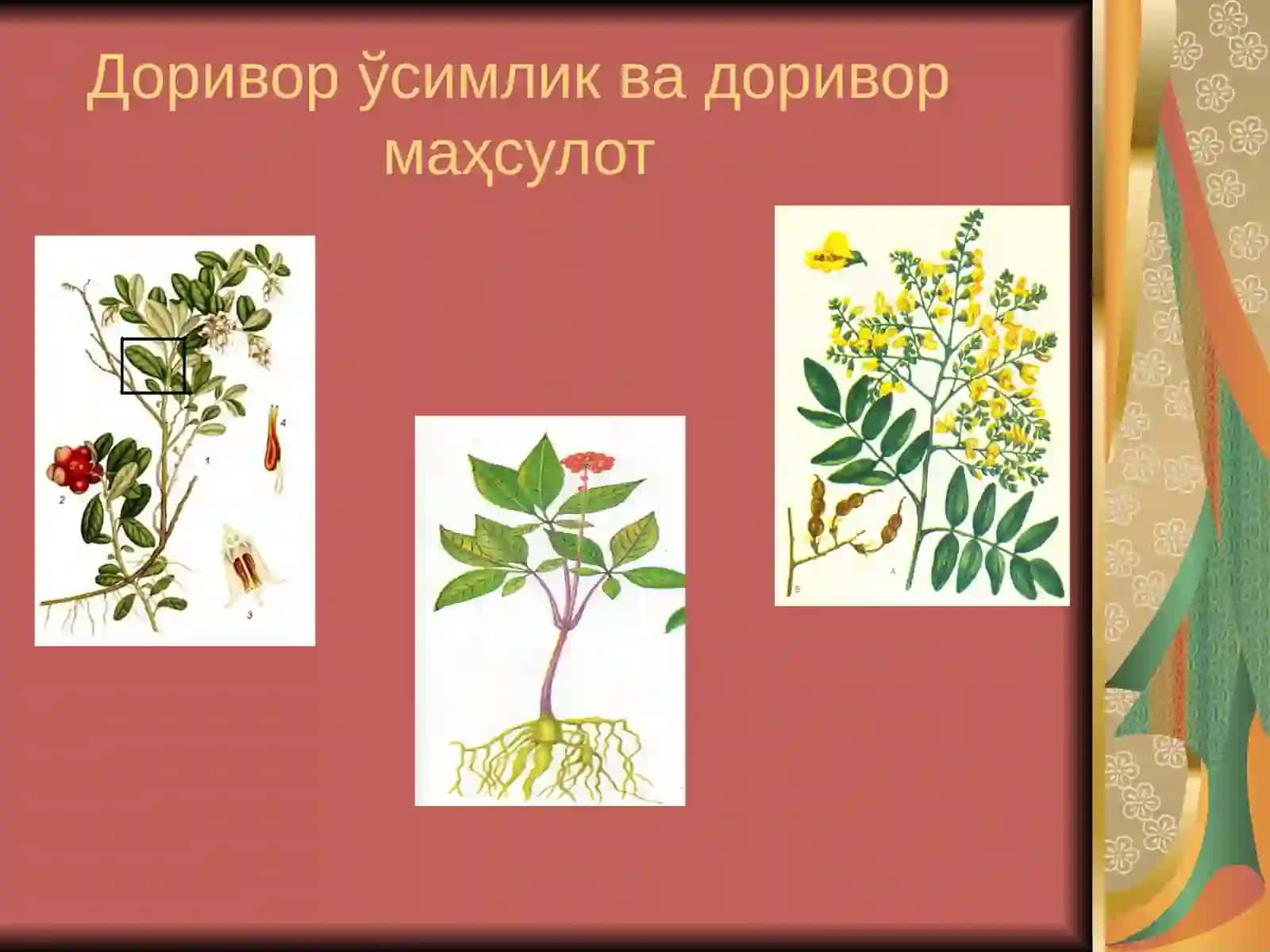 Доривор ўсимликлар 2