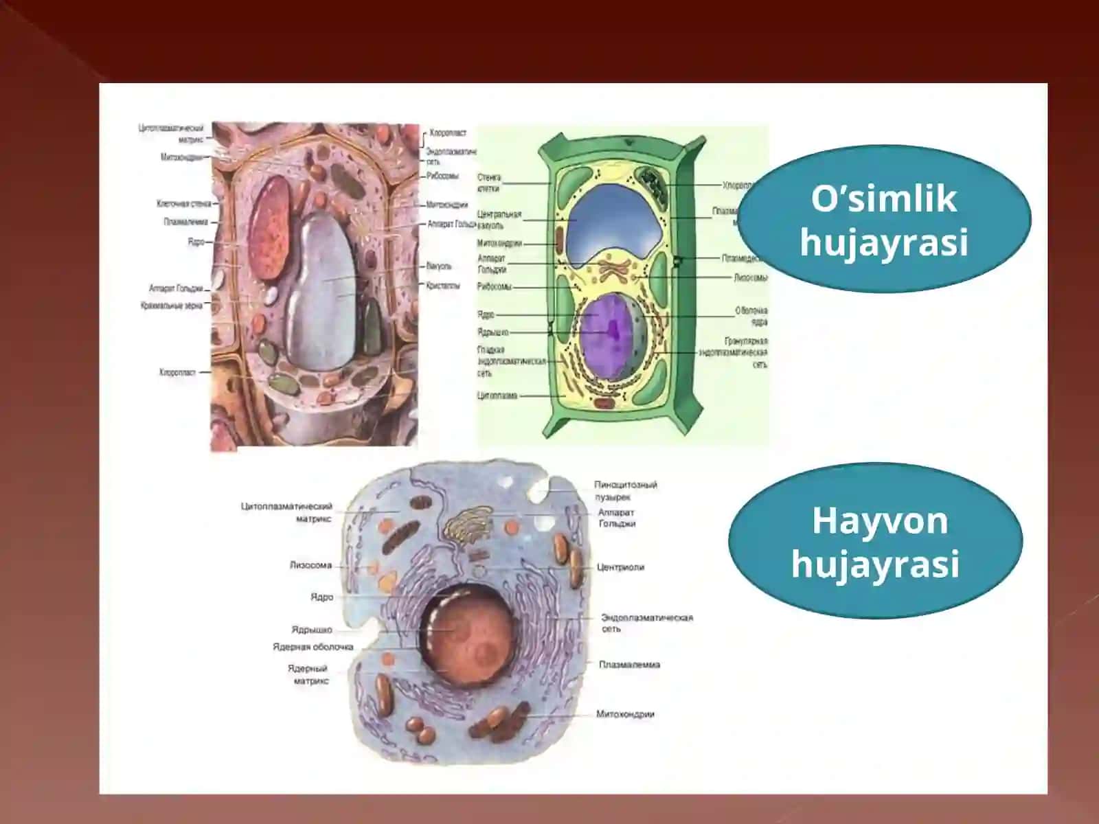 O’simlik hujayrasi 2