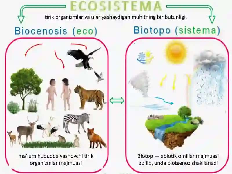 Biotsenoz va ekosistema 2
