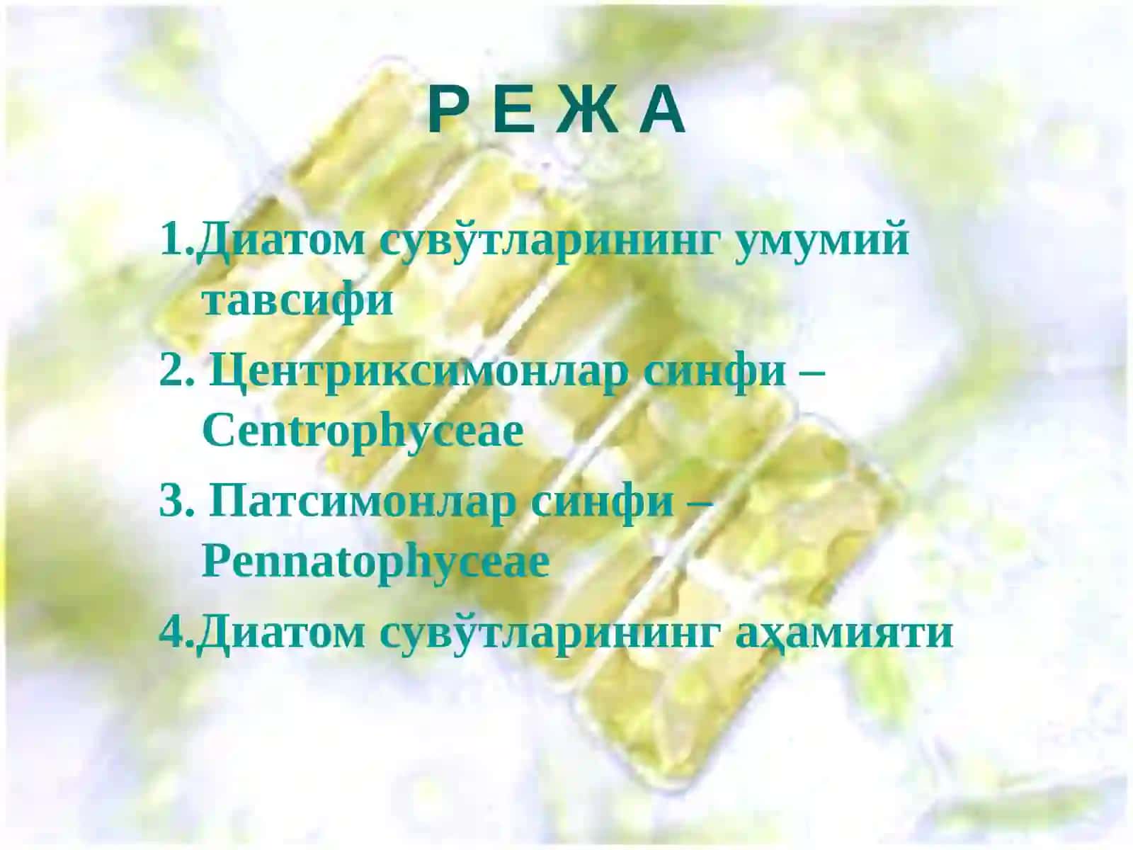 Диатом сувўтлари бўлими-Bacillariophyta 2