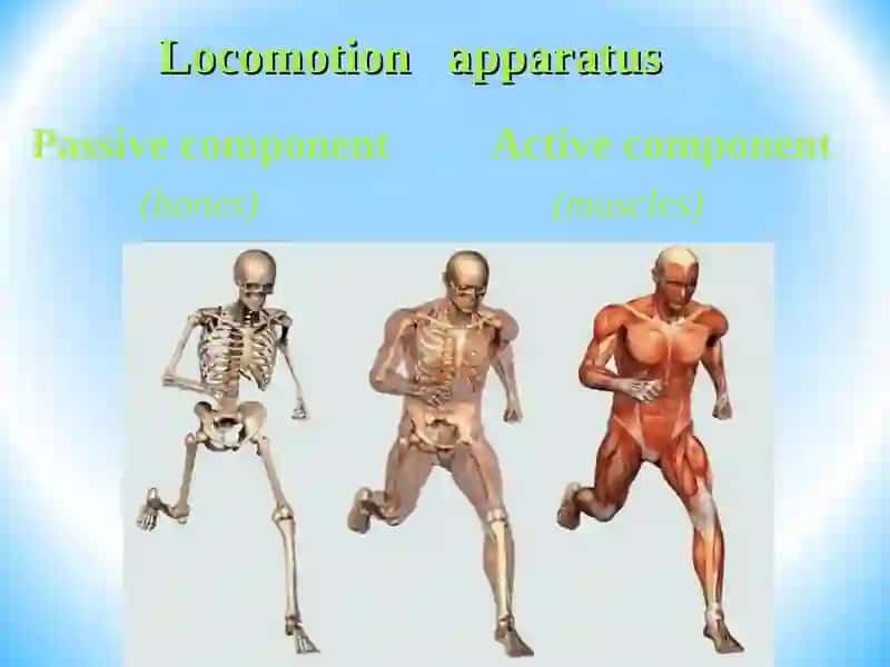 GENERAL OSTEOLOGY 2
