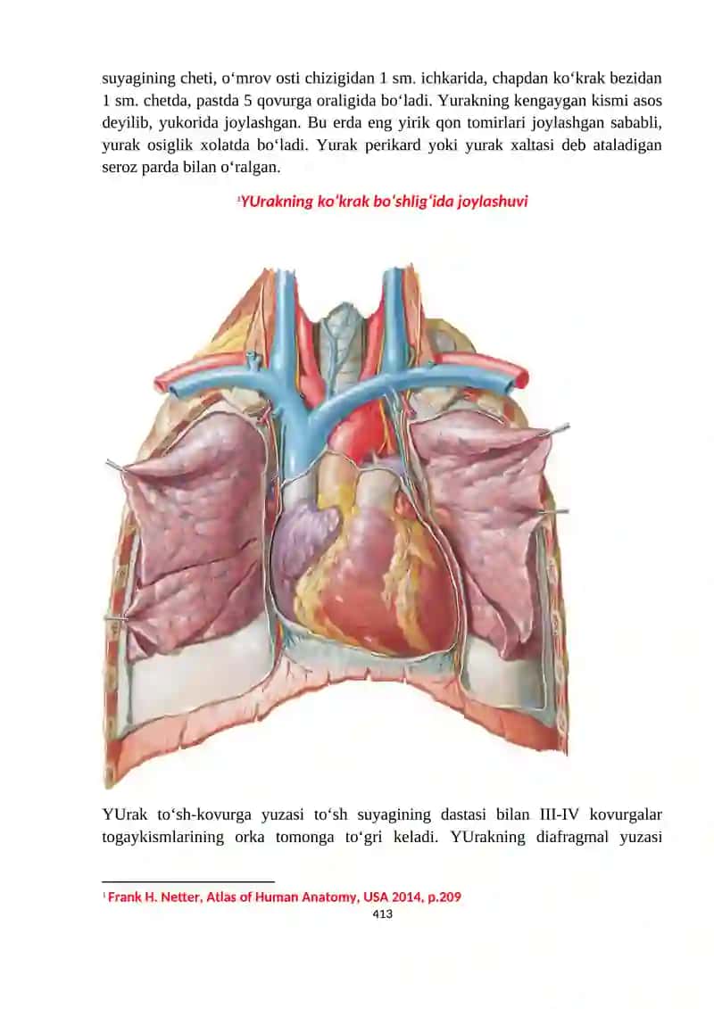 Yurak. Kichik kon aylanish tomirlari. Aorta va uning shoxlari 2