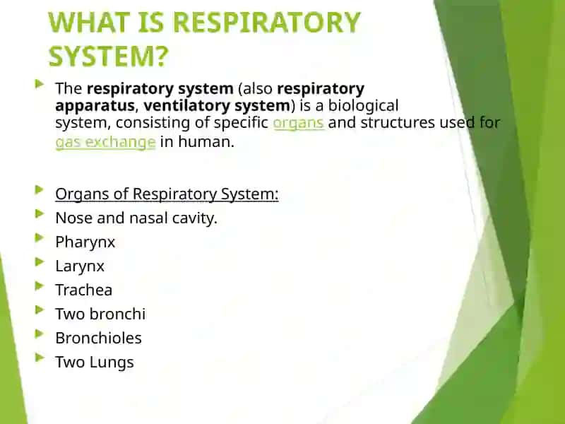 The process of respiration (anatomy and physiology) 2