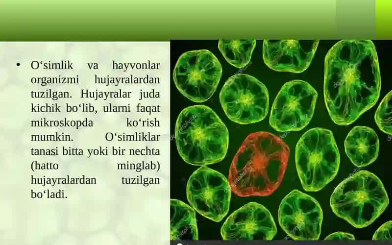 HUJAYRA VA UNING TARKIBIY QISMLARI 2