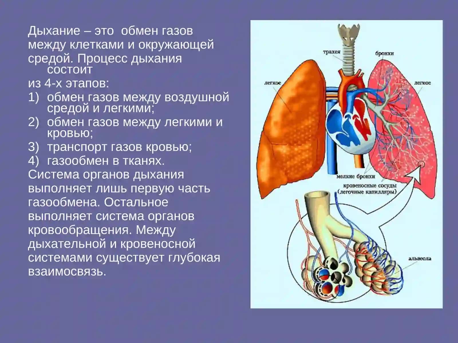 Строение органов дыхания 2
