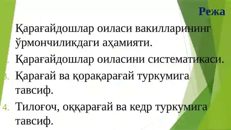 Қарағайдошлар оиласи 2