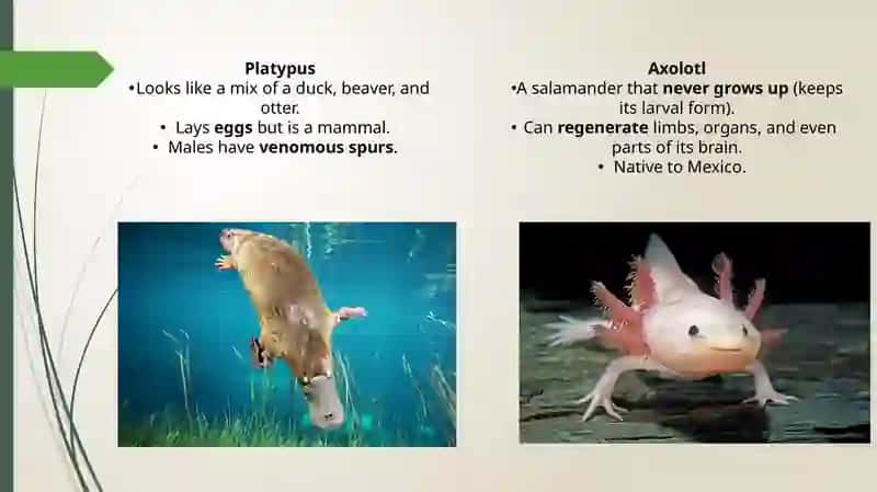 Axolotl 2