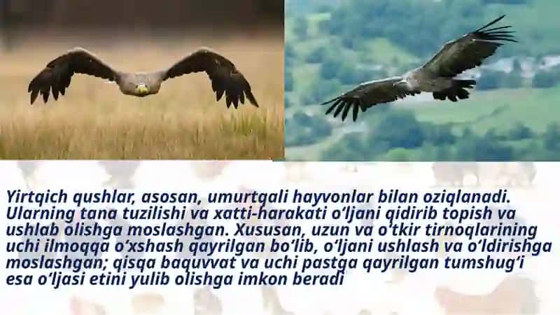 Yirtqichqushlar 2