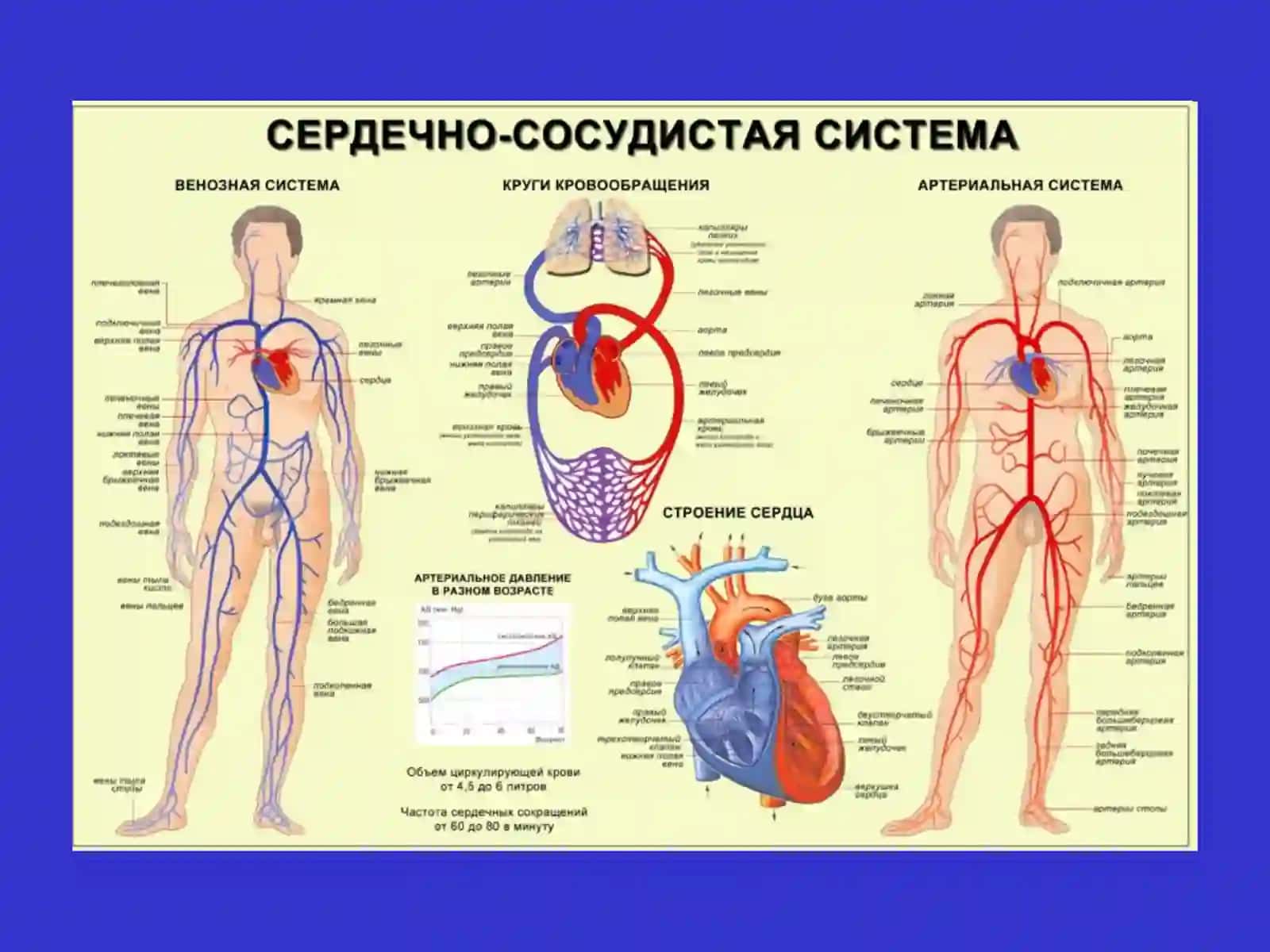 Система кровообращения 2