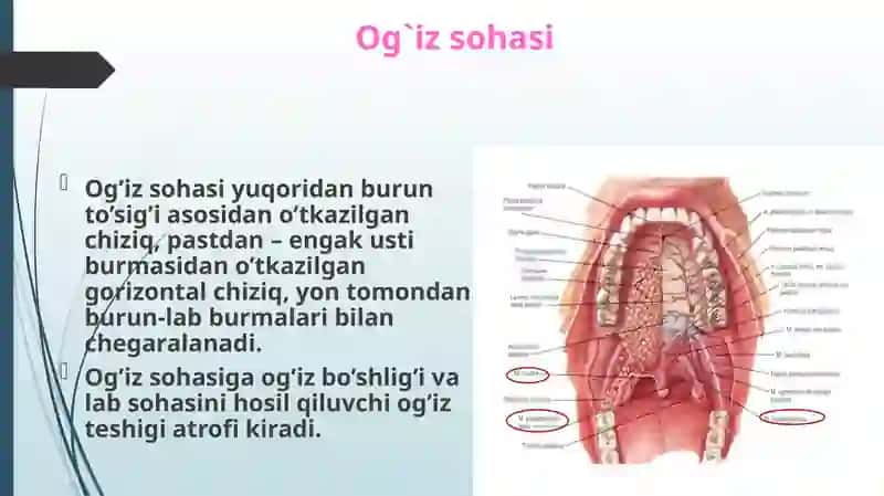 Og`iz sohasi anatomiyasi 2