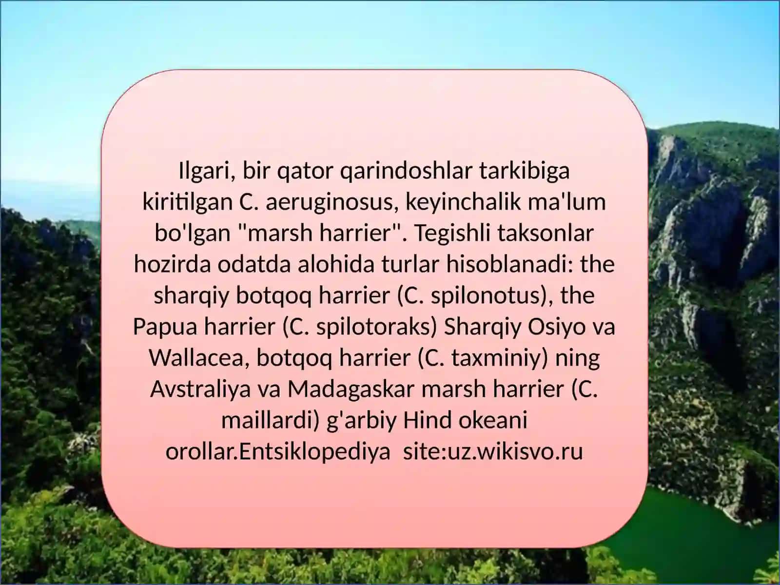 g'arbiy botqoq harrier (Sirkaeruginosus) 2