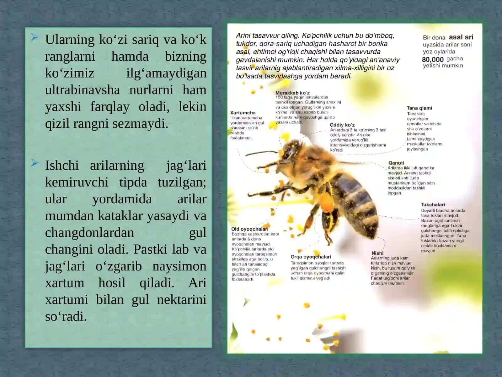 Asalarilarning hayot tarzi 2