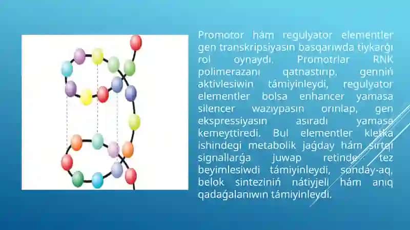 Belok biosinteziniń basqarılıwı 2
