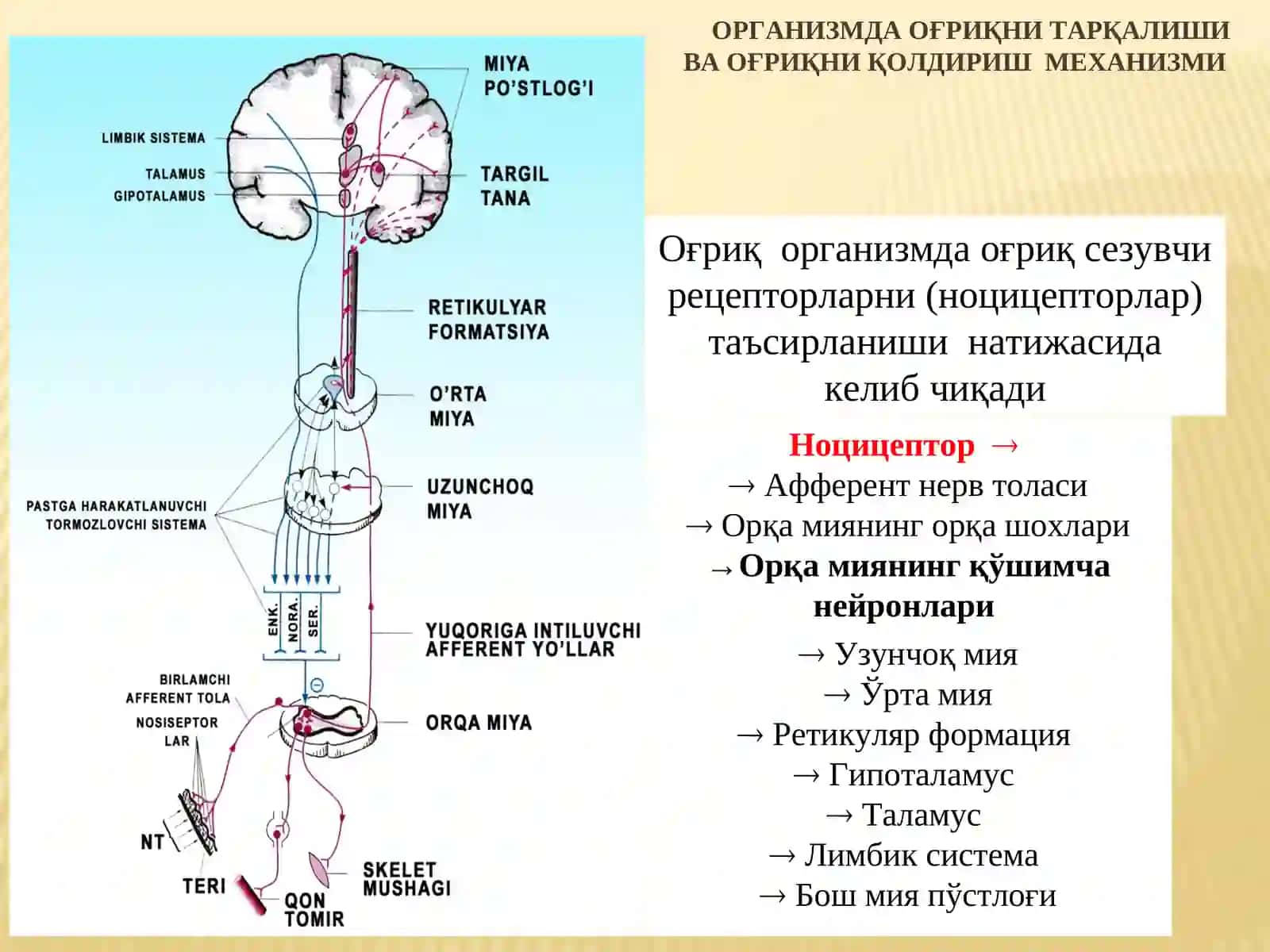 НАРКОТИК ВА НОНАРКОТИК АНАЛГЕТИКЛАР 2