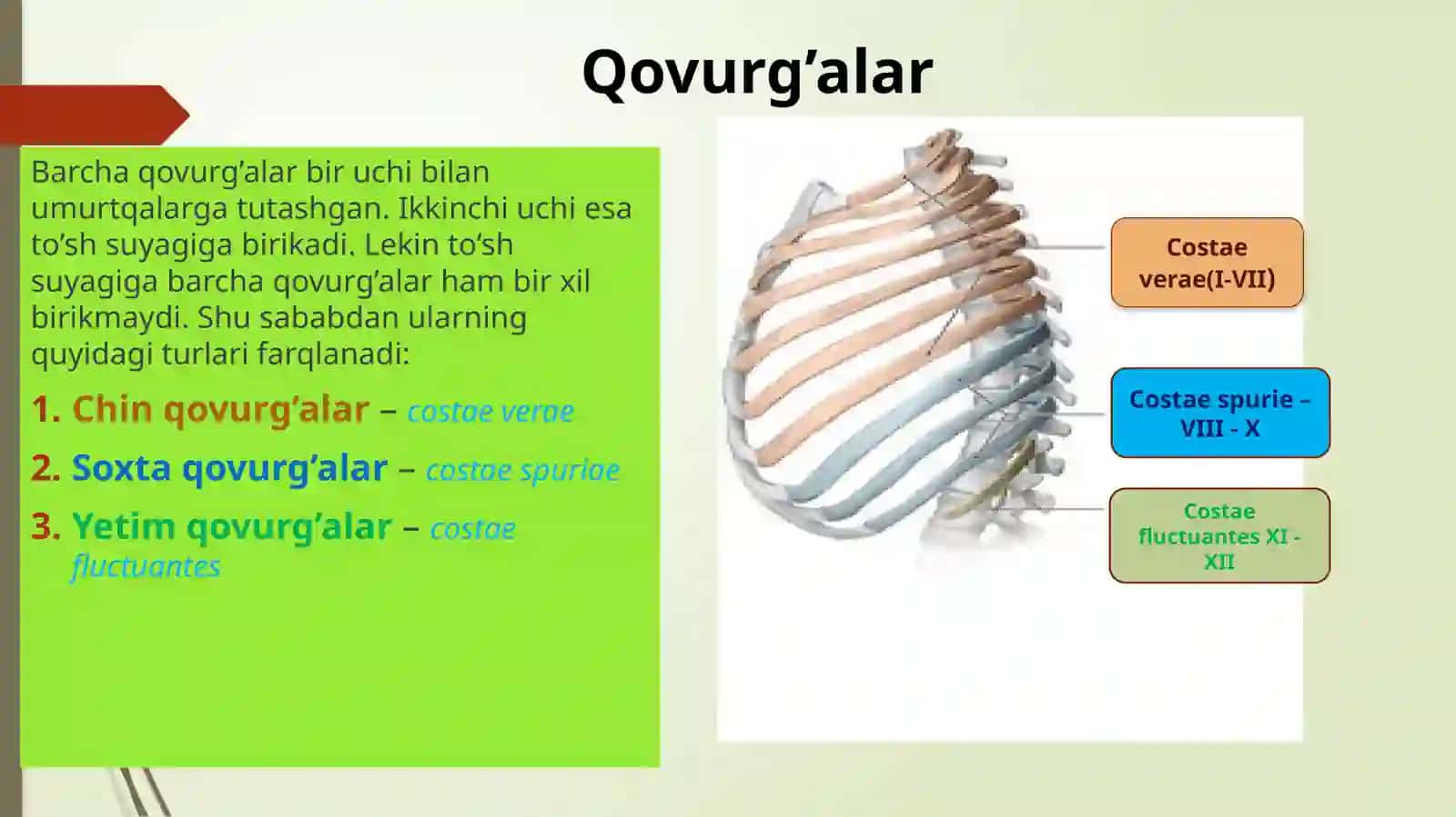 Qovurg’alar va to’sh suyagi 2