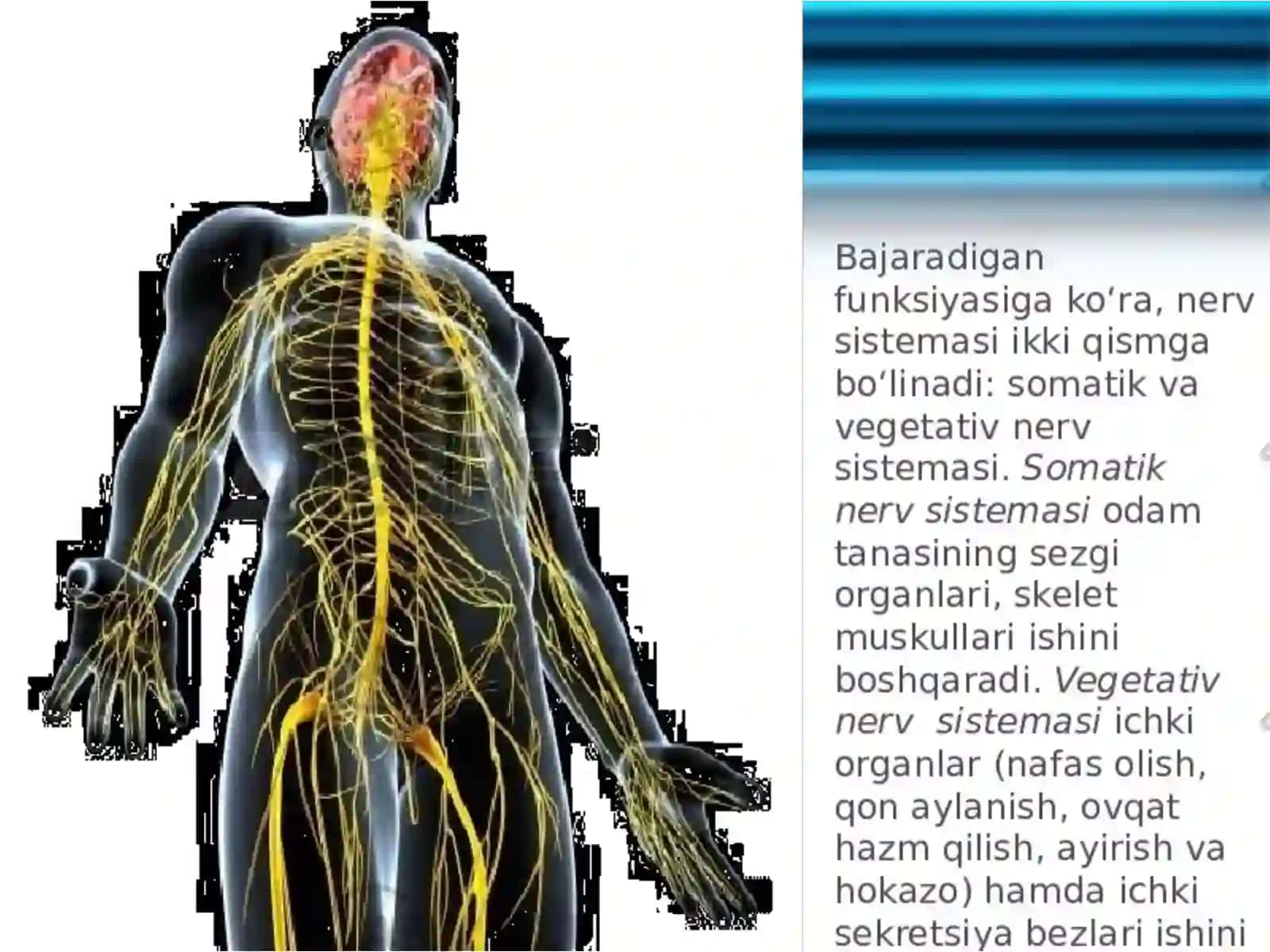 Vegetativ asab tizimining anatomiyasi toʻliq 2
