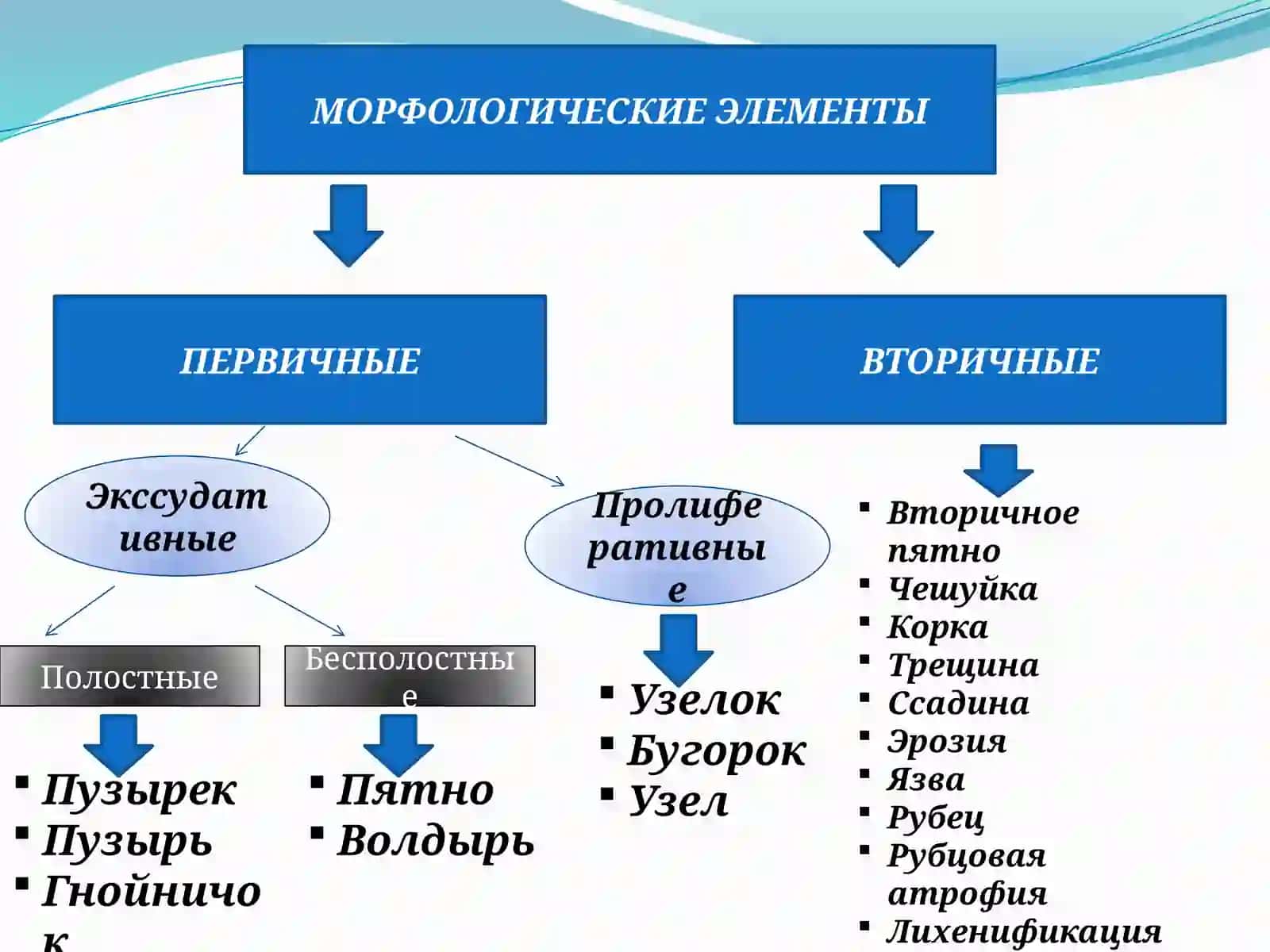 Морфологические элементы кожной сыпи 2