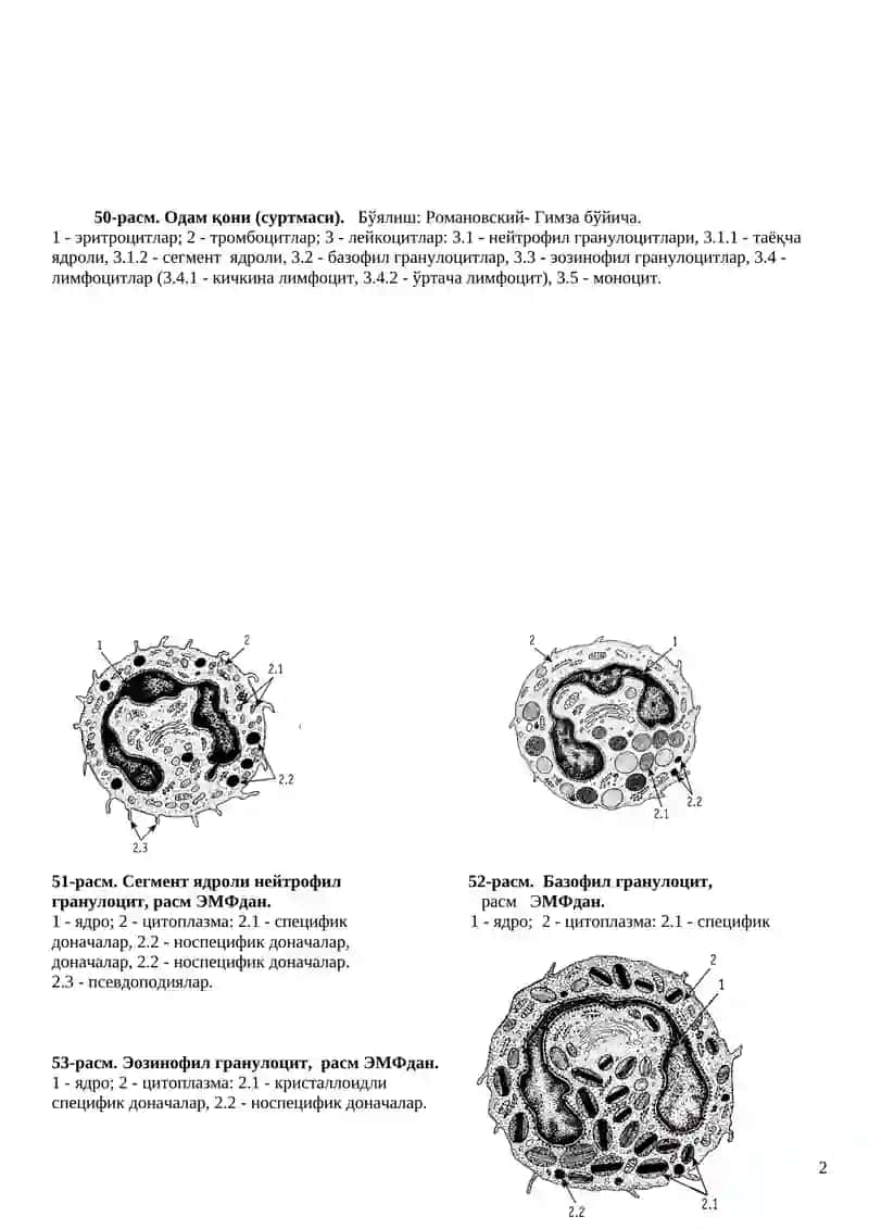 Жўнғор алган организм 2