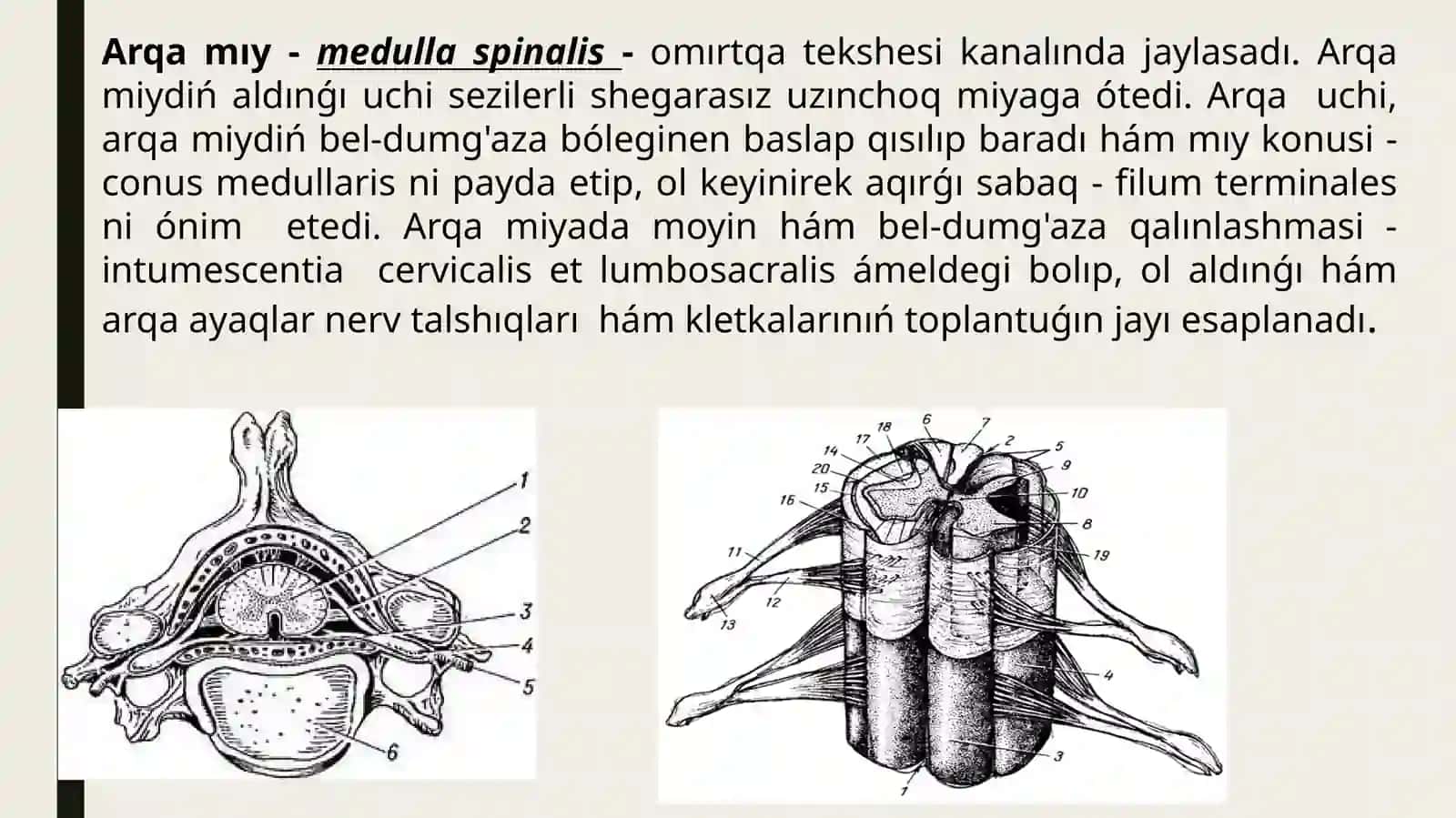 Arqa miy ham bas miy nervlerinin topografiyasi 2