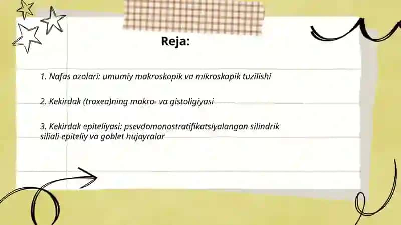 Nafas azolari hiqildoq kekirdak o'pka havo otkazuvchi yollar bronxlarning tuzilishi gistalogiyasi 2