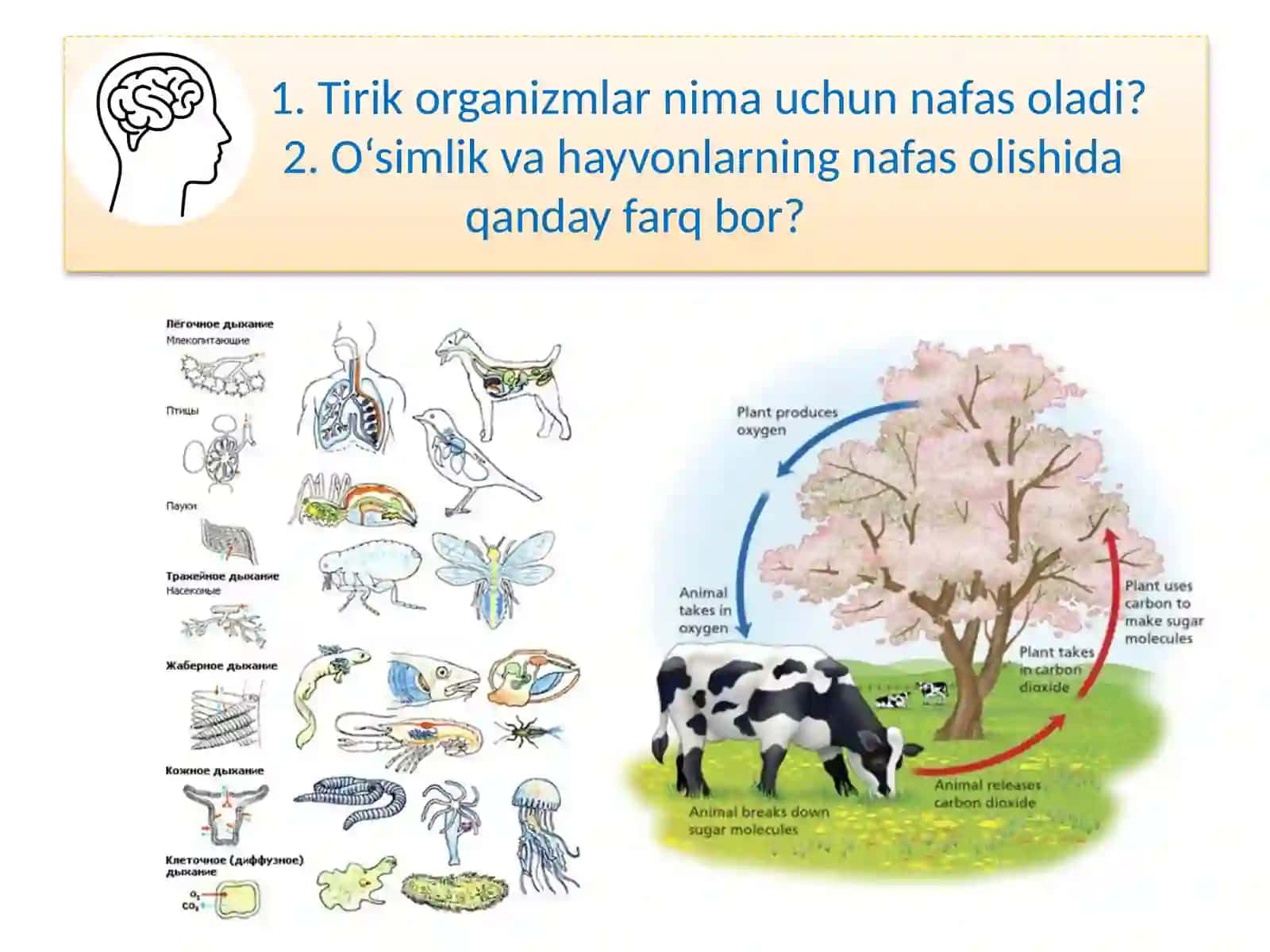 TIRIK ORGANIZMLARNING NAFAS OLISHI 2