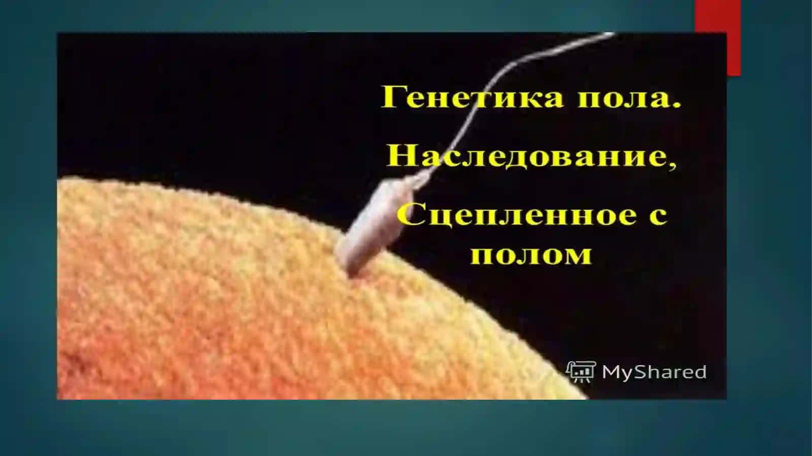 НАСЛЕДОВАНИЕ ПРИЗНАКОВ, СЦЕПЛЕННЫХ С ПОЛОМ 2