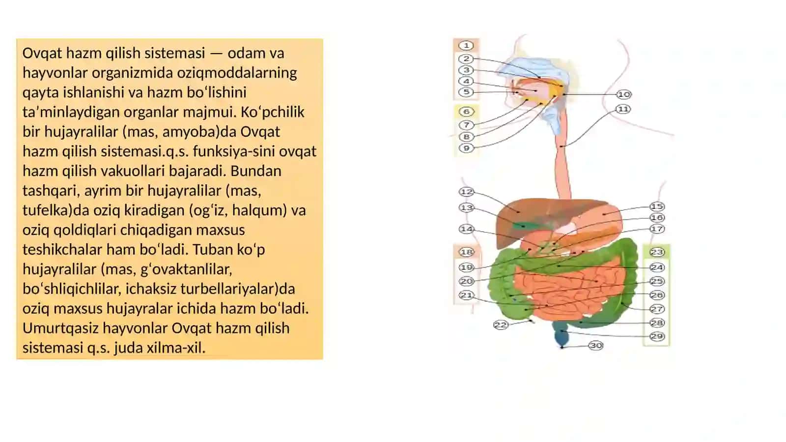 Ovqathazm qilish tizimi 2