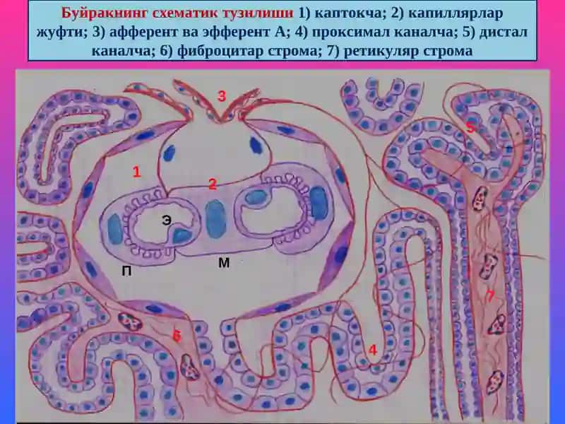 Буйрак касалликлари 2