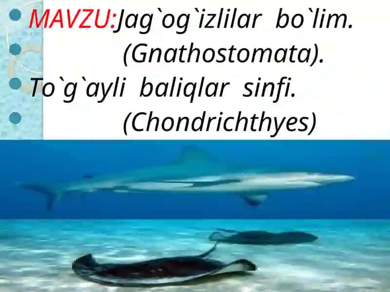 TOG‘AYLI BALIQLAR (CHONDRICHTHUES) SINFI 2