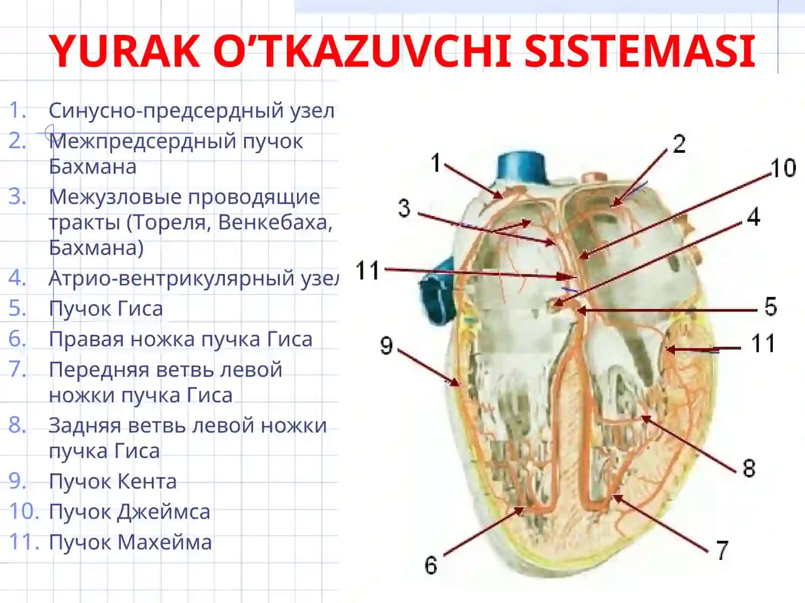 Patofiziologiya kursiYY 2