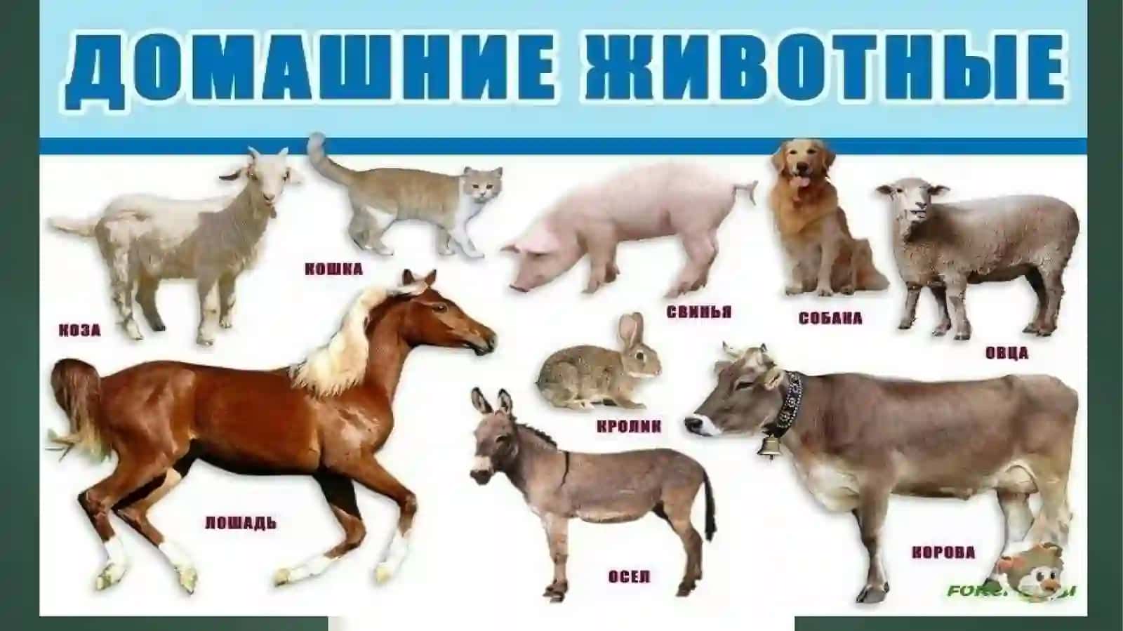 Домашние животные 2