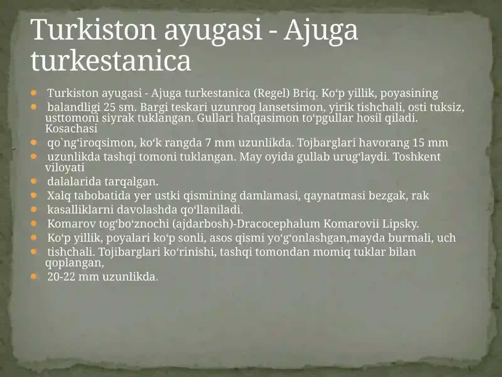 Turkiston ayugasi - Ajuga turkestanica 2