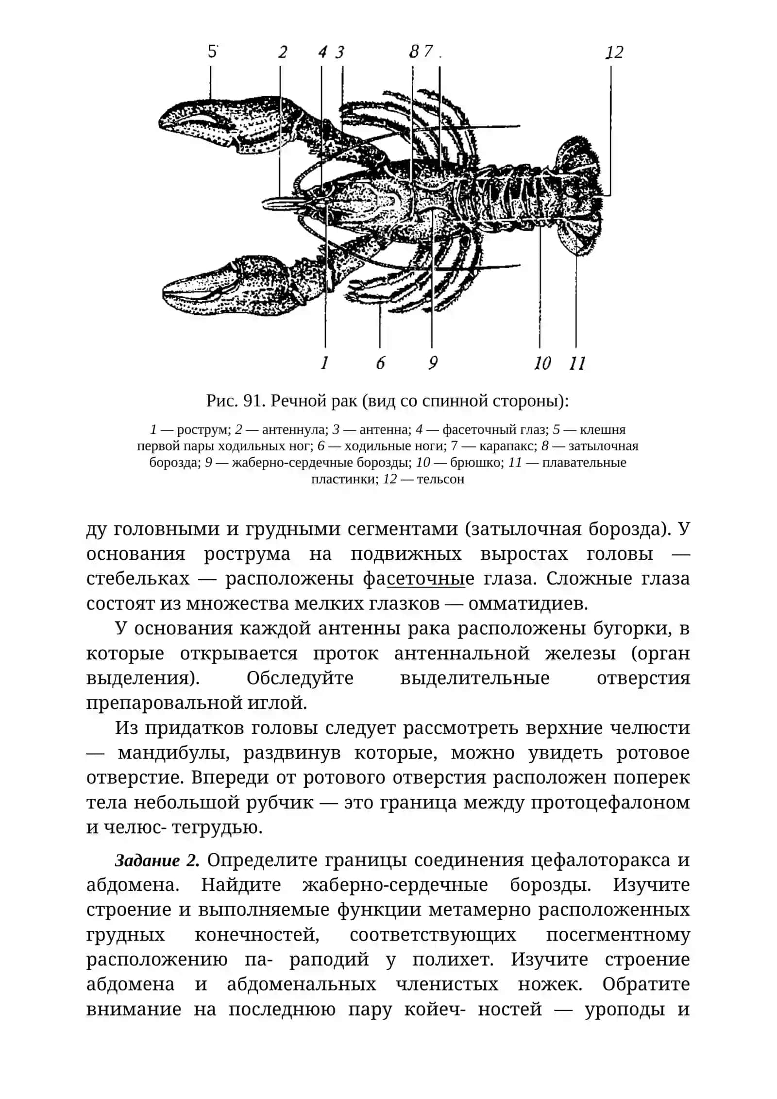 Внешнее строение ракообразных 2