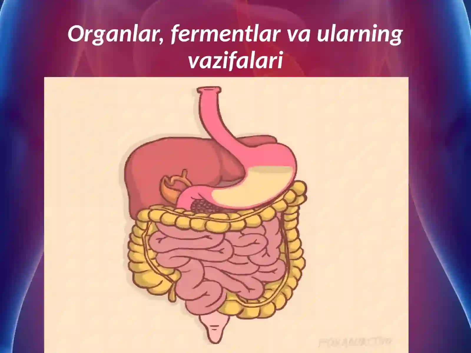 Ovqat hazm qilishning ahamiyati 2