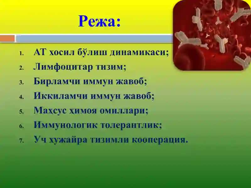 АТ хосил бўлиш динамикаси, Лимфацитлар тизими 2