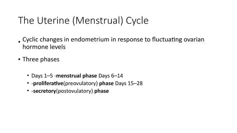 TheUterine (Menstrual) Cycle 2