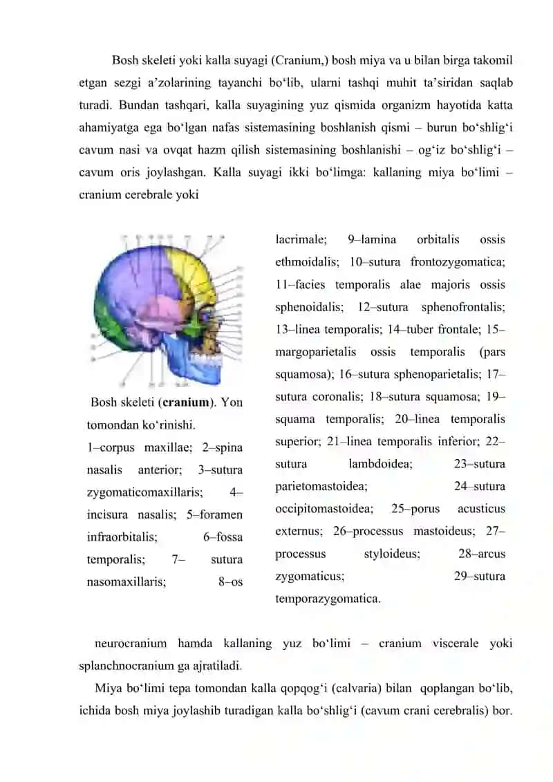 Bosh skeleti 2