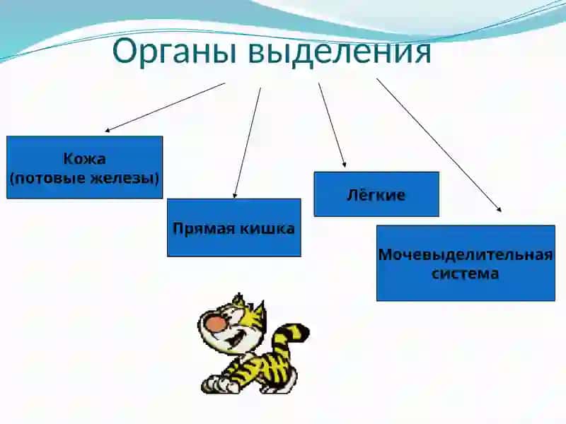 Органы Выделение 2