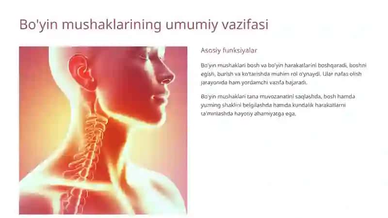 Bo'yin mushaklari: Sternokleidomastoid va Trapetsiya 2