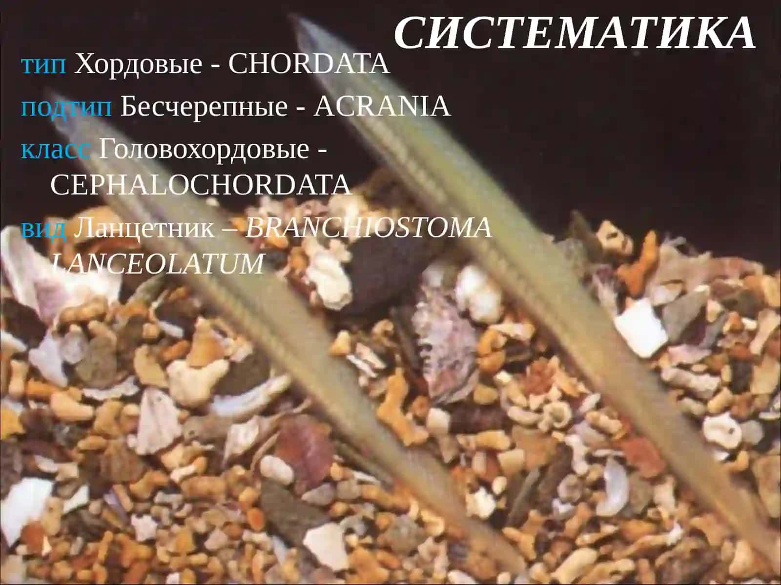 Ланцетник –BRANCHIOSTOMA LANCEOLATUM 2