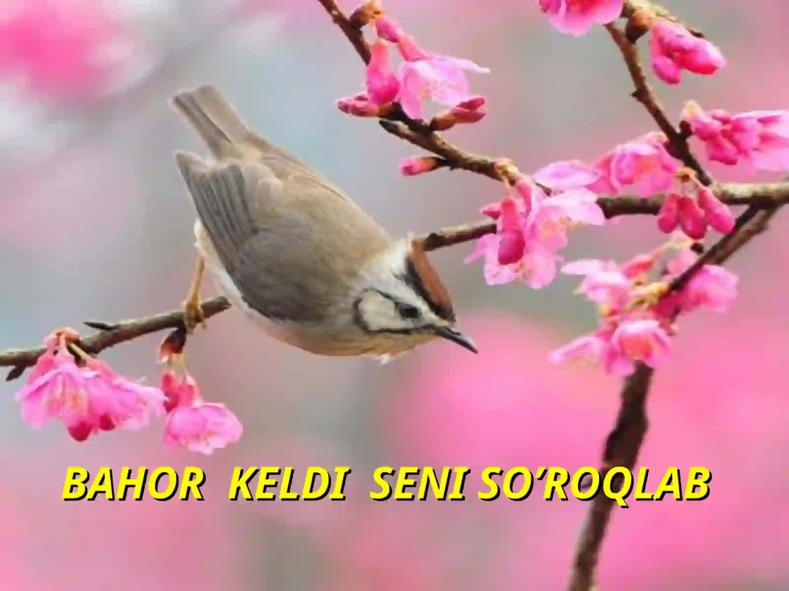 BAHOR KELDI SENI SO’ROQLAB 2