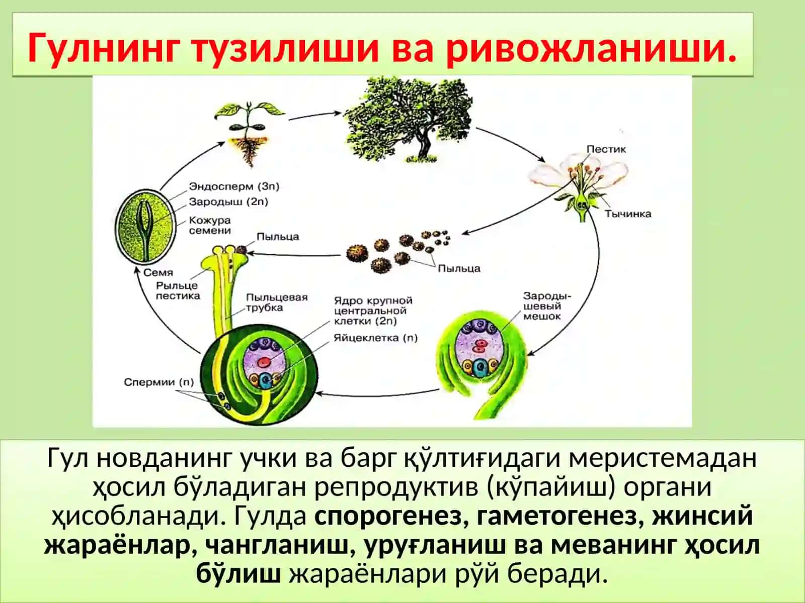 Гулнинг тузилиши ва хиллари 2