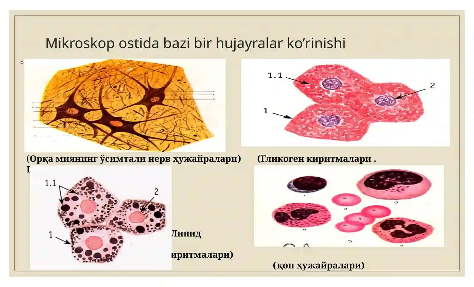 Gistologiya 2