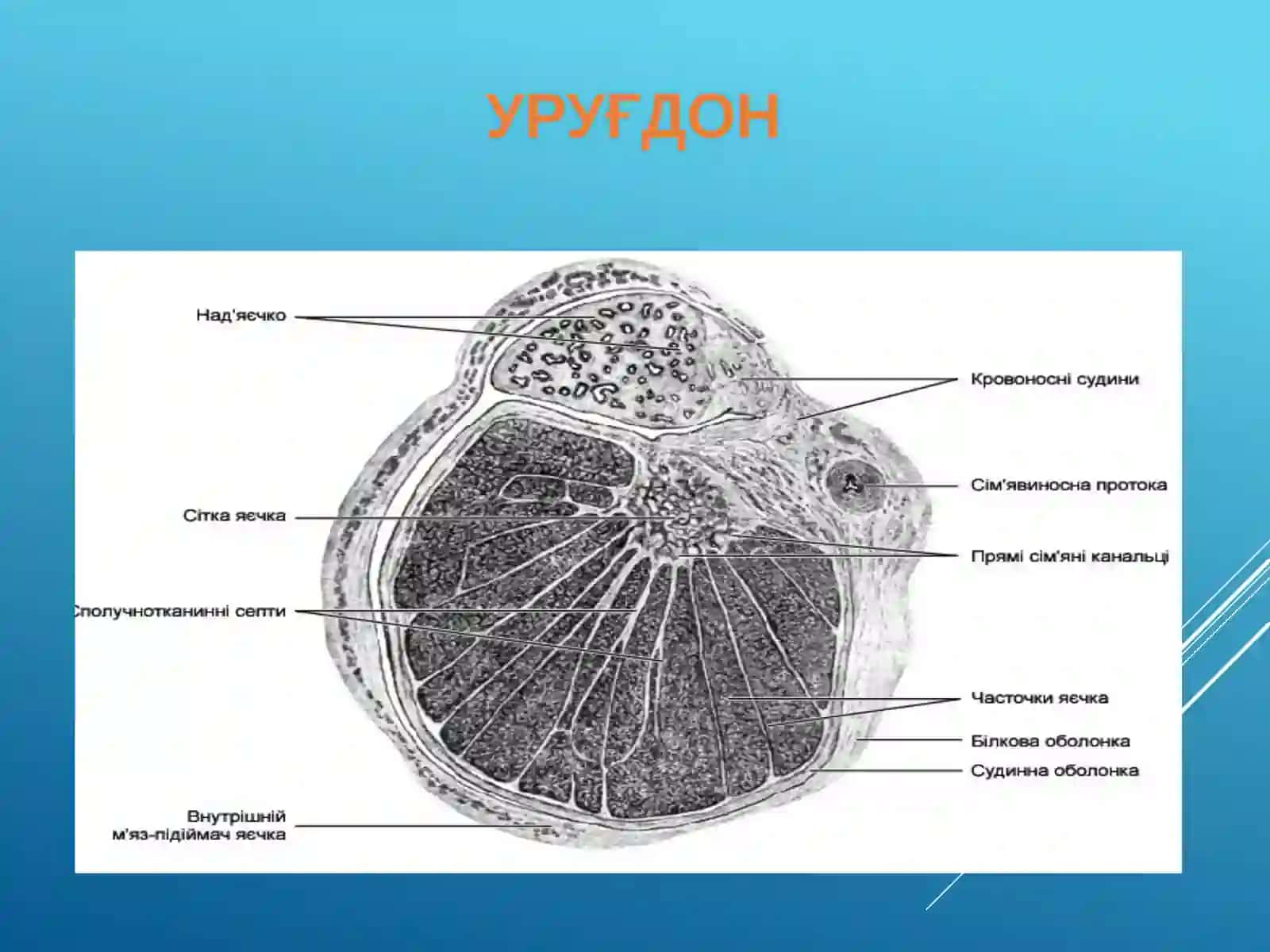 Эркаклар жинсий системаси 2