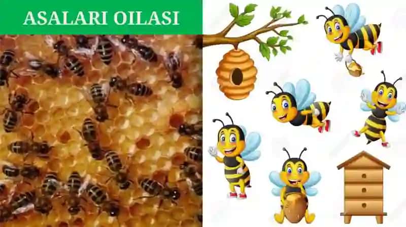 PARDAQANOTLILAR TURKUMI: ASALARILAR 2