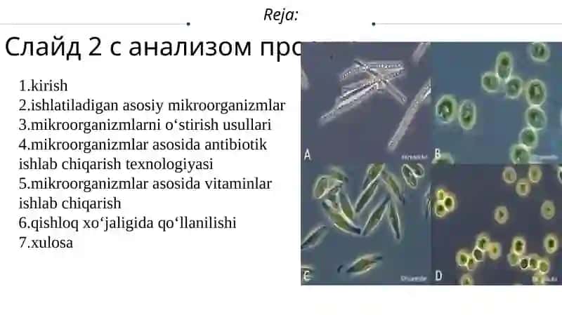 Mikroorganizmlar biotexnologiyasi 2