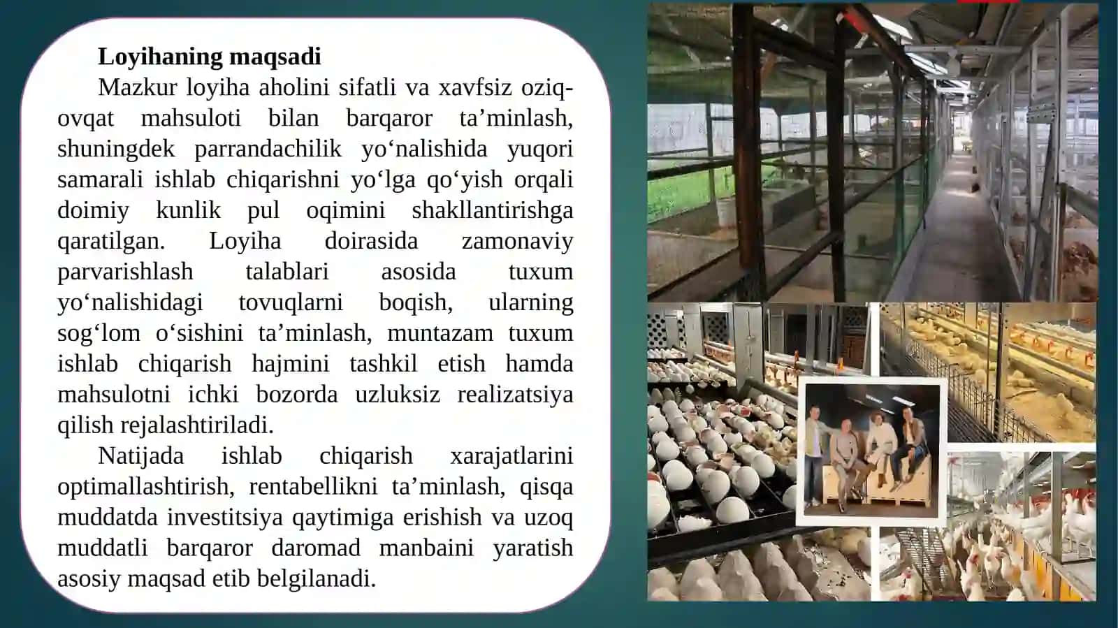 Parrandachilik biznes loyixa 2